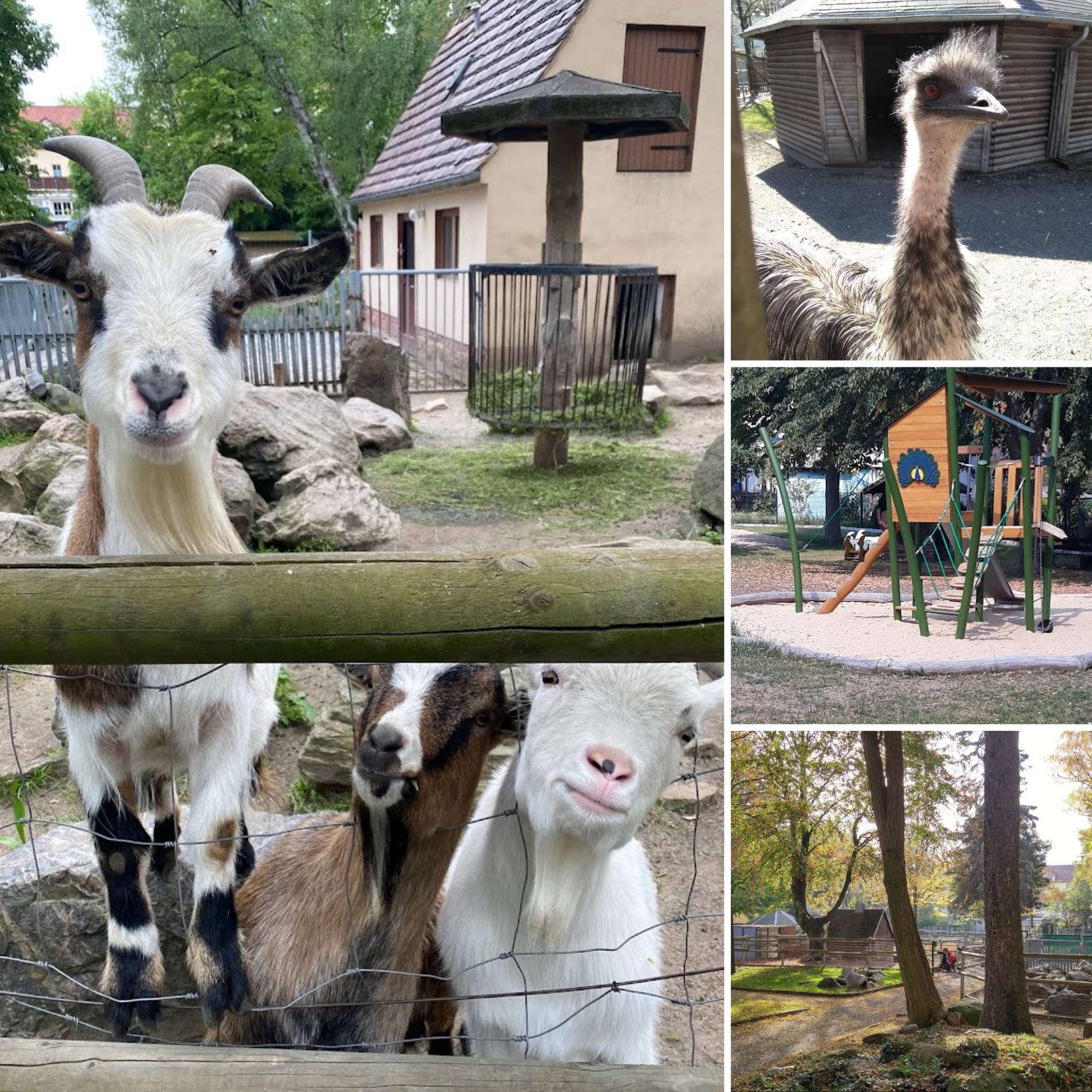Bild zur Stelle FÖJ im Ziegenpark Kamenz (m/w/d)